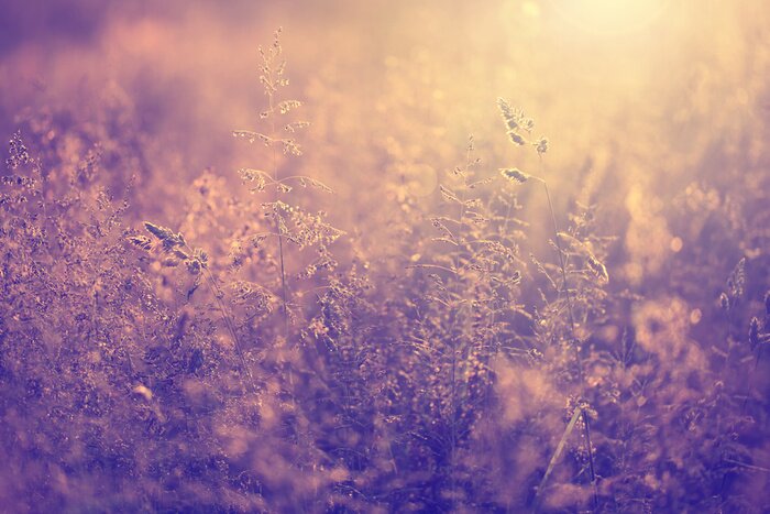 Poster  Une prairie au coucher du soleil