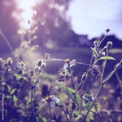 Poster  Une prairie capturée dans un style photographique rétro