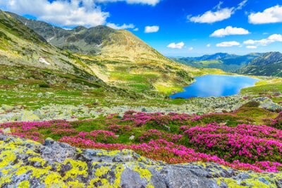 Poster  Une prairie fleurie située en haute montagne