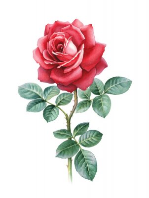 Une représentation graphique d'une rose rouge