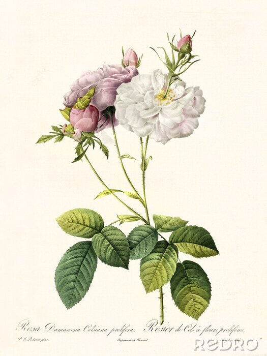 Poster  Une rose en pleine floraison dans un dessin botanique