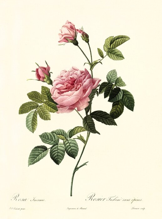 Poster  Une rose épanouie dans une gravure botanique