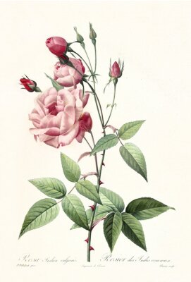 Poster  Une rose ouverte sur une branche épineuse
