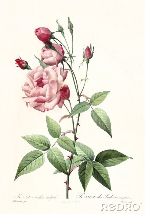 Poster  Une rose ouverte sur une branche épineuse