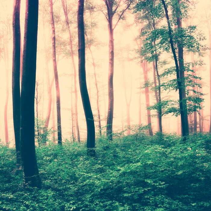 Poster  Une scène de forêt aux tons sépia, avec un sous-bois verdoyant et la cime des arbres.