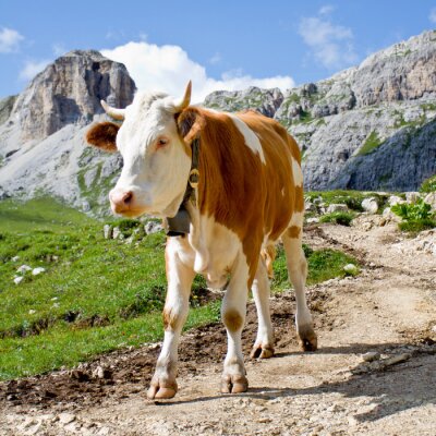 Une vache sur un chemin de montagne