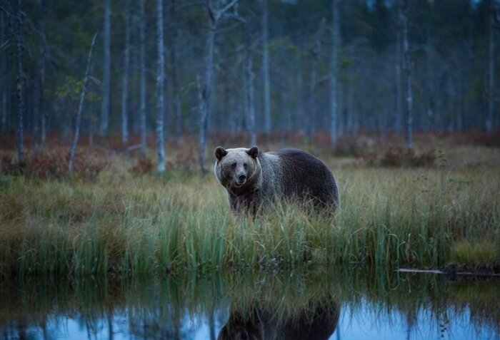 Poster  Ursus arctos. L'ours brun est le plus grand prédateur en Europe. Il vit en Europe, en Asie et en Amérique du Nord. Faune de Finlande Photographié en Finlande-Carélie. Belle photo. De la vie de