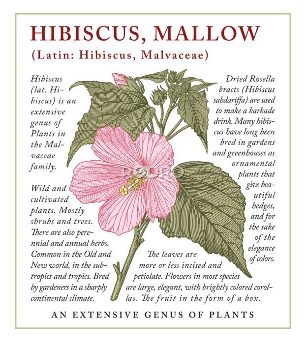 Poster  Usine d'hibiscus Vintage