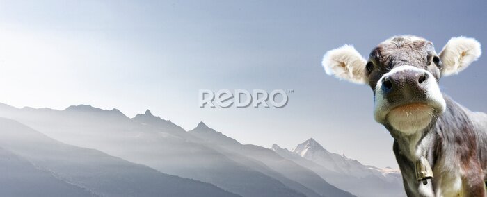 Poster  Vache alpine sur fond montagneux