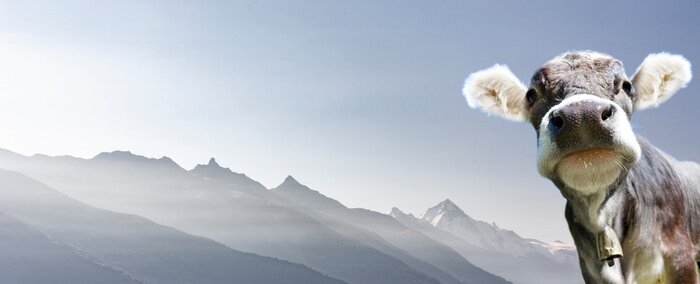 Poster  Vache alpine sur fond montagneux