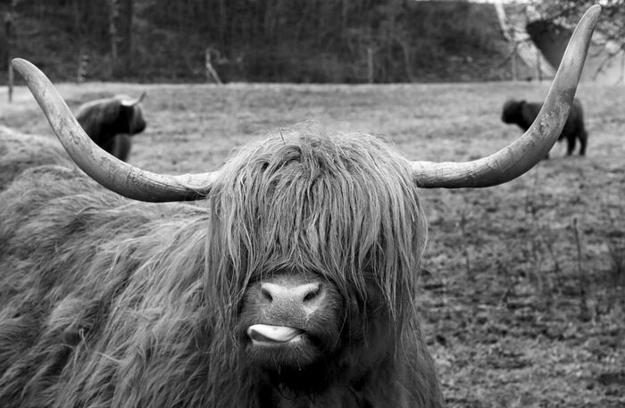 Poster  Vache aux cheveux longs avec la langue qui sort