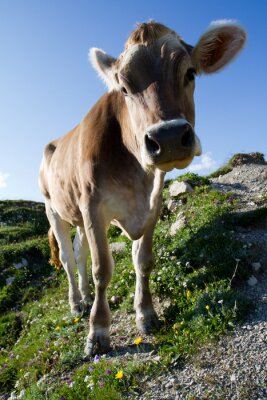 Poster  Vache d'animal de ferme dans le pâturage