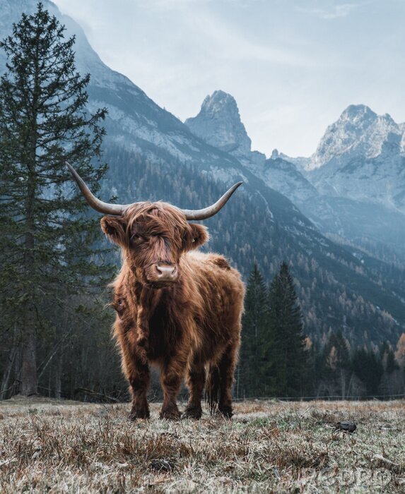 Poster  Vache des Highlands dans un magnifique paysage montagneux