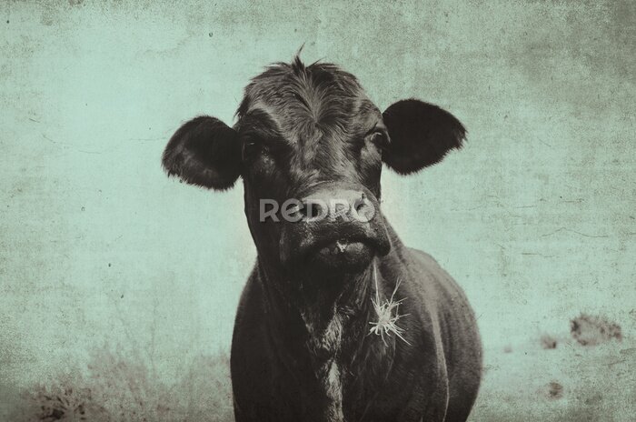 Poster  Vache écossaise de style vintage