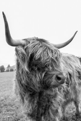 Poster  Vache écossaise des Highlands