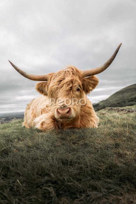 Poster  Vache Highland se reposant sur une colline