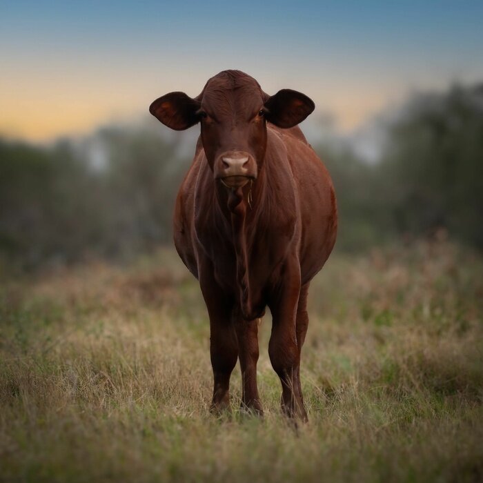 Poster  Vache marron dans un champ