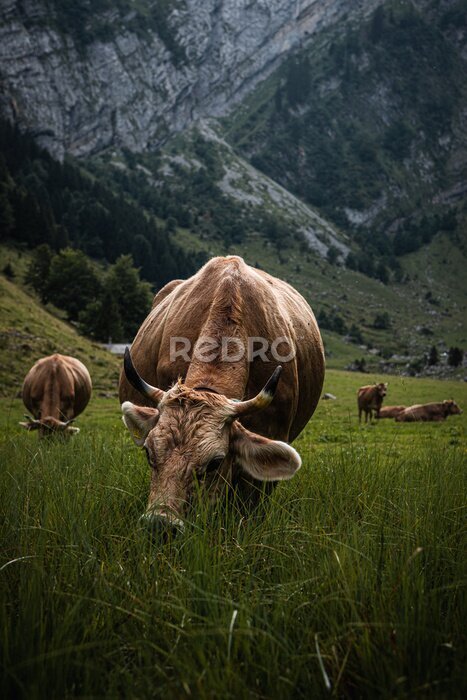 Poster  Vache marron en train de pâturer dans les Alpes