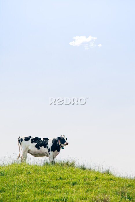 Poster  Vache noire et blanche classique sur une colline verte