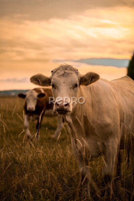 Poster  Vaches au coucher du soleil