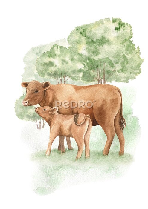 Poster  Vaches version aquarelle pour les enfants