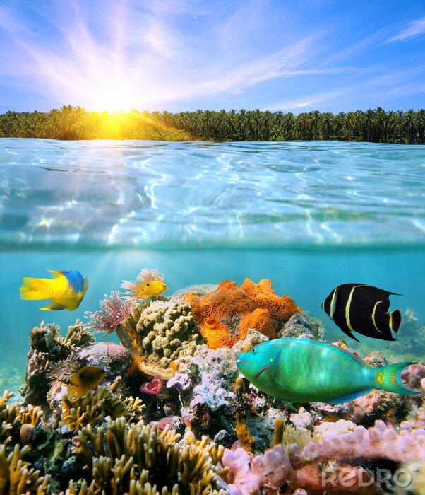 Poster  Vie sous-marine colorée par une journée ensoleillée