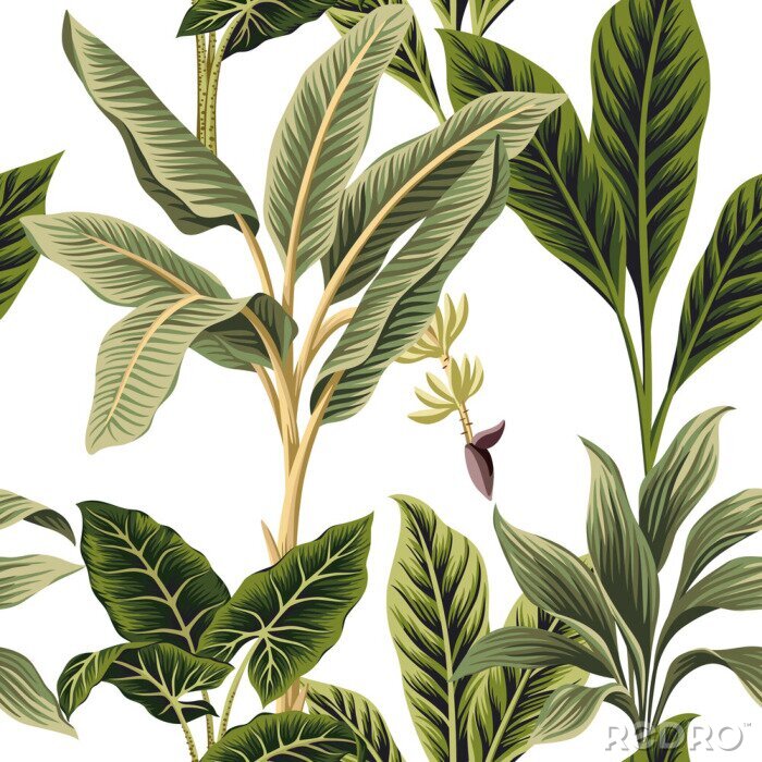Poster  Vieilles feuilles de palmier sur fond blanc