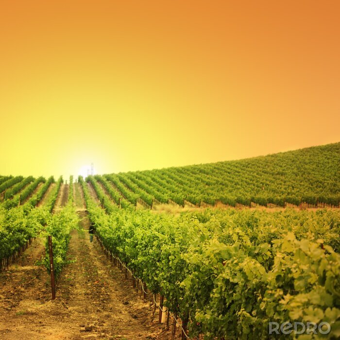 Poster  Vignoble au coucher du soleil