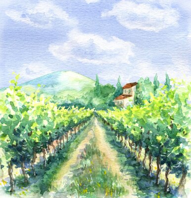 Vignoble en Toscane représenté à l'aquarelle