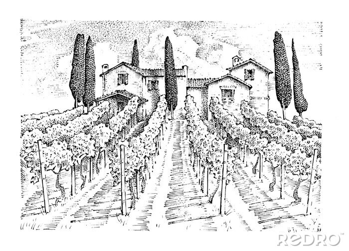 Poster  Vignoble en Toscane sur un croquis