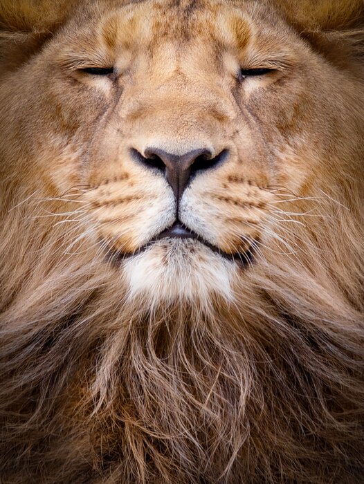Poster  Visage de lion