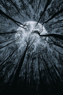 Vue de la pleine lune à travers les arbres