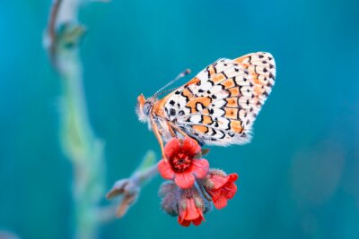 Vue macro d'un papillon assis sur des fleurs rouges