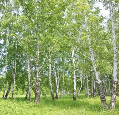 Vue sur les bouleaux