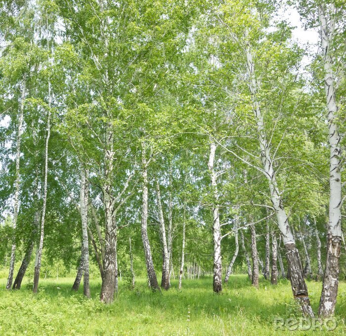 Poster  Vue sur les bouleaux