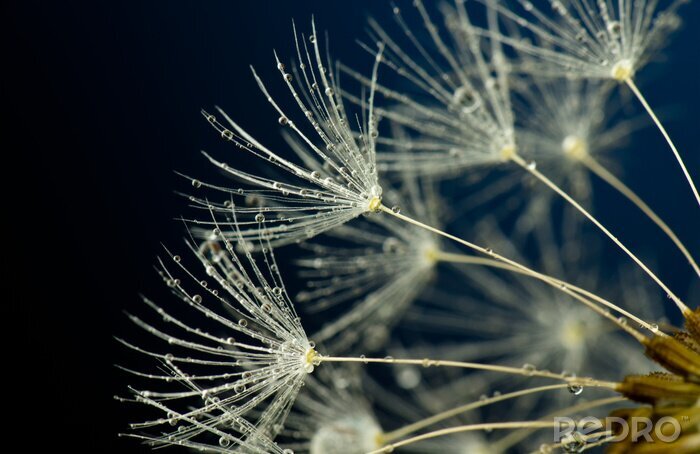 Poster  Vue sur les graines de pissenlit