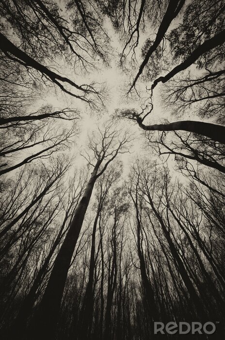 Poster  vue vers le haut dans un sinistre sombre sépia de forêt