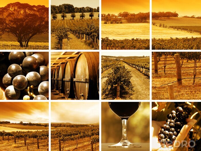 Poster  Vues d'un vignoble au coucher du soleil