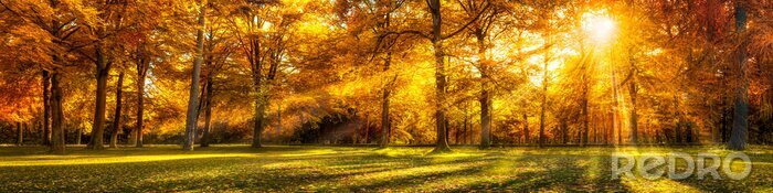 Poster  Wald Panorama im Herbst que Hintergrund