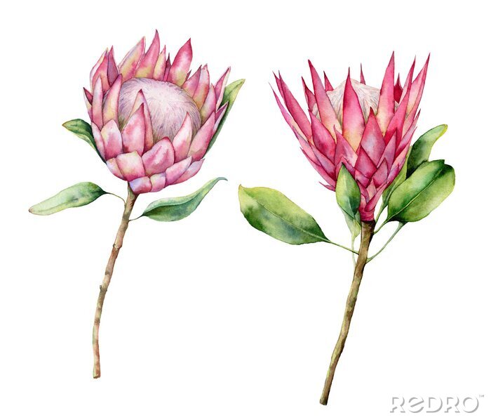 Poster  Watercolor two protea set. Hand painted pink flower illustration with leaves and branch isolated on white background. Nature botanical illustration for design, print. Realistic delicate plant.