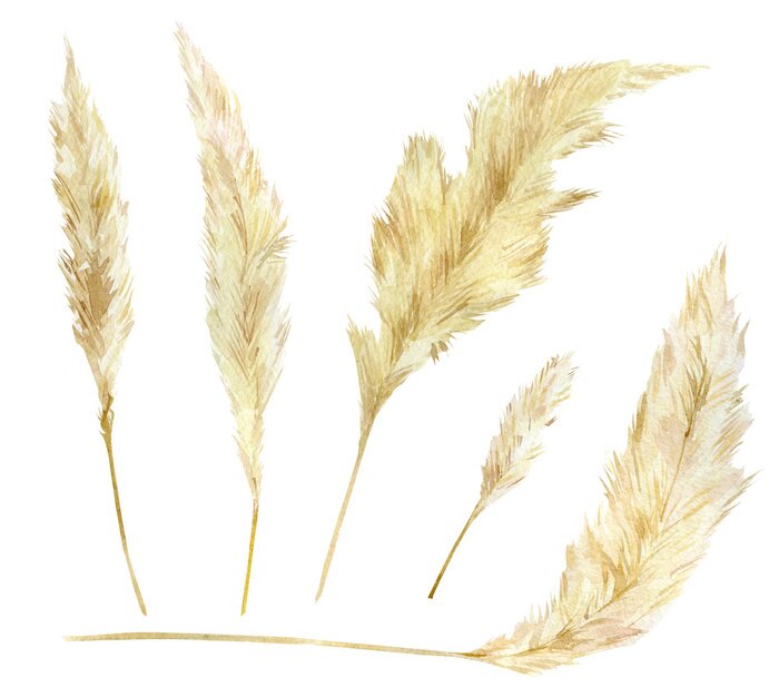 Poster  Watercolor wild herbarium floral set. Pampas graas element for design boho and modern style. Panicle Cortaderia selloana South America, feathery flower head plumes.