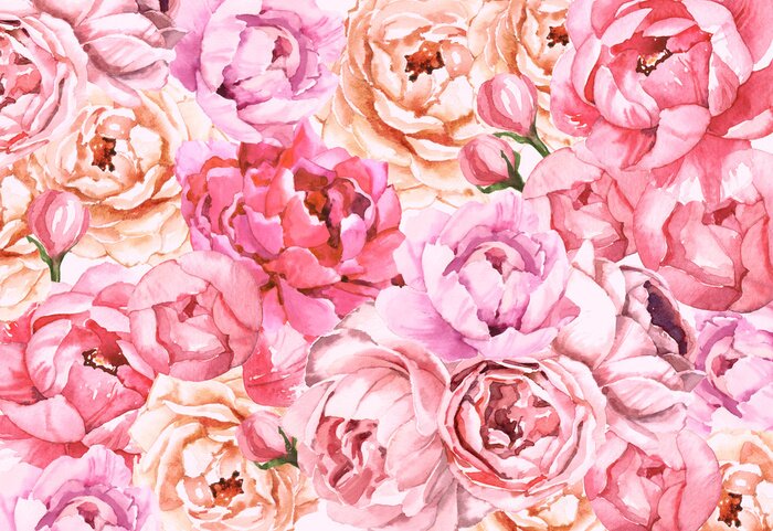 Poster  Watercolour hand painted botanical gentle macro peony flowers illustration wallpaper background