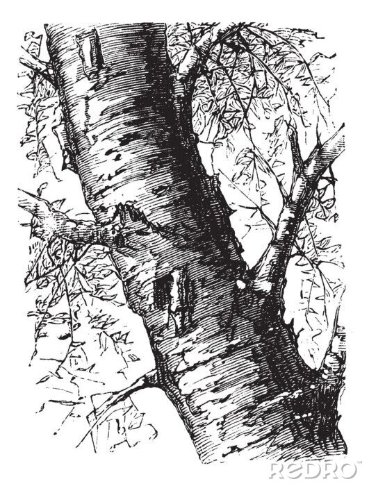 Poster  White Birch ou Betula papyrifera, arbre, tronc, la gravure de cru