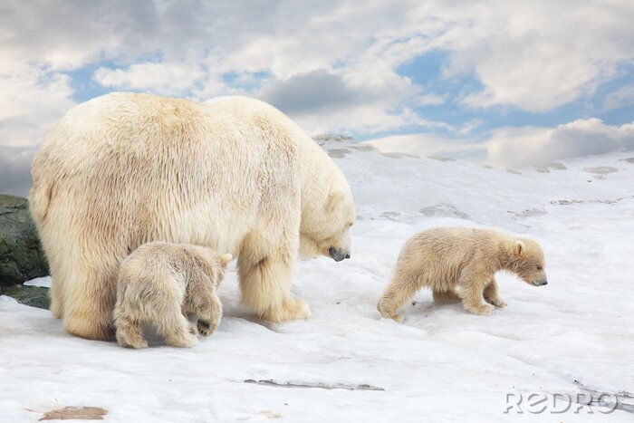 Poster  white polar she-bear with two bear cubs goes on snow