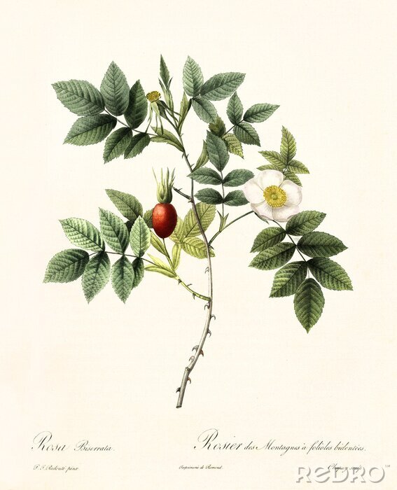 Poster  Wild rose gravure nature et botanique