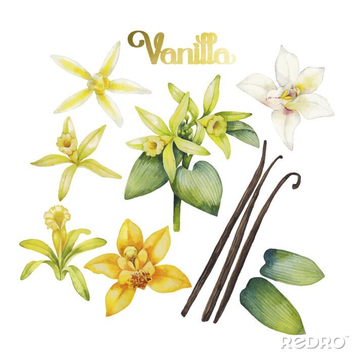 Poster  Witte orchidee en bloemen en vanilleblaadjes