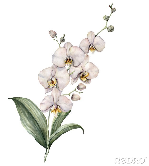 Poster  Witte orchidee geschilderd met water