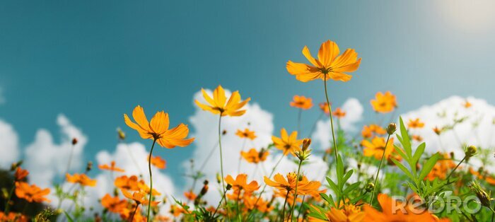 Poster  yellow flower cosmos bloom with sunshine and blue sky background