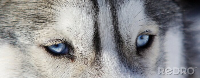 Poster  Yeux de loup bleu