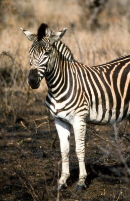 Poster  Zebra (Equus burchellii) del Parco Nazionale del Kruger en Afrique du Sud